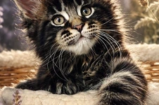 Котенок мейн-кун Ethan StarPaws, окрас n 22, помет E, 16.10.2019