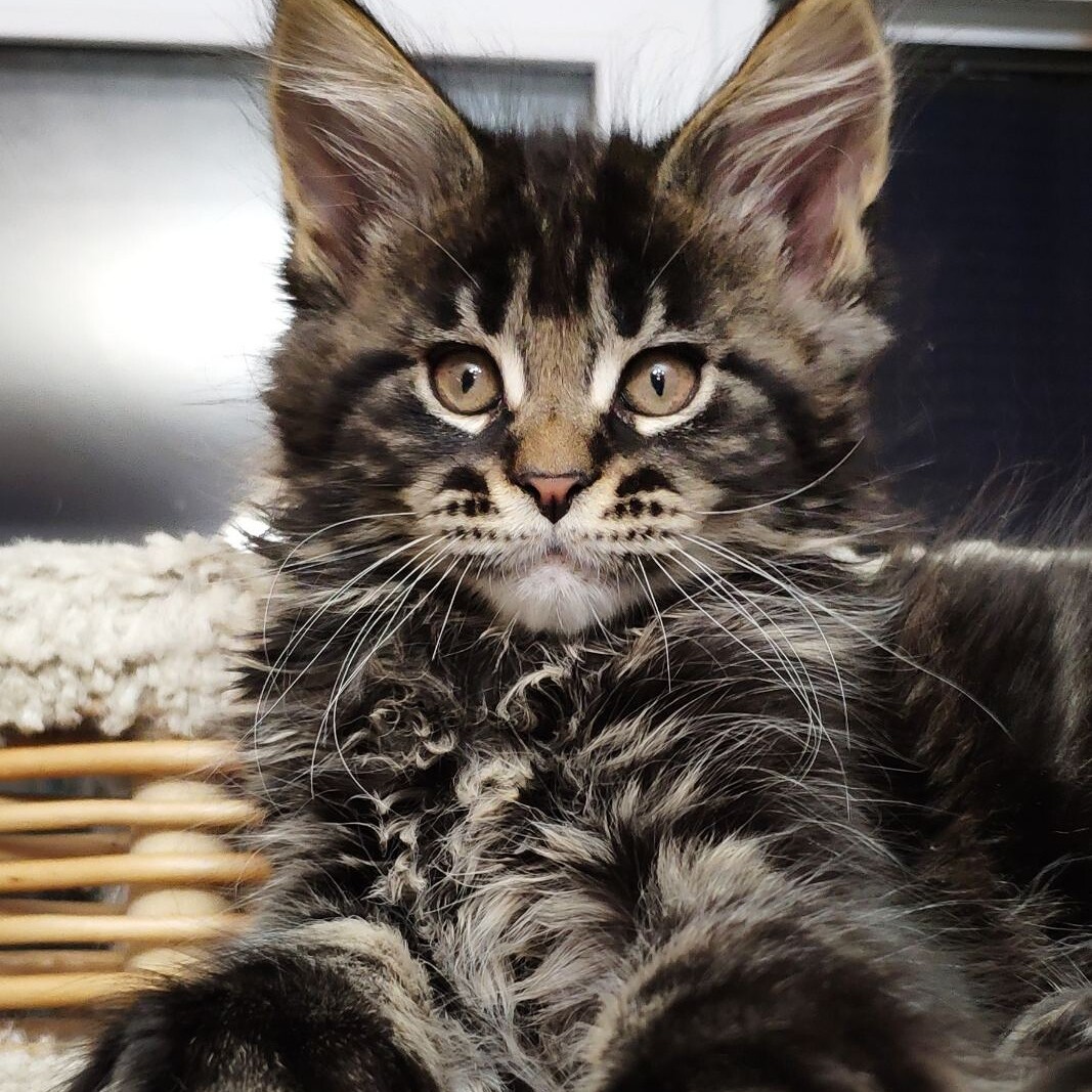 Котенок мейн-кун Ethan StarPaws, окрас n 22, помет E, 16.10.2019