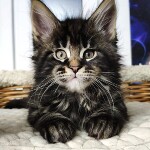 Котенок мейн-кун Ethan StarPaws, окрас n 22, помет E, 16.10.2019