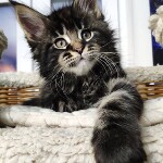 Котенок мейн-кун Ethan StarPaws, окрас n 22, помет E, 16.10.2019