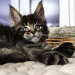 Котята мейн-кун StarPaws, помет E, 16.10.2019
