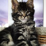 Котята мейн-кун StarPaws, помет E, 16.10.2019