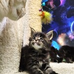 Котята мейн-кун StarPaws, помет E, 16.10.2019