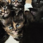Котята мейн-кун StarPaws, помет E, 16.10.2019
