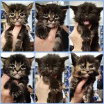 Котята мейн-кун StarPaws, помет E, 16.10.2019