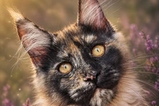 Котенок мейн-кун Elina StarPaws, окрас fs, помет E1, 23.05.2023