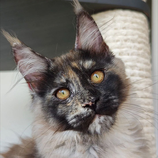Котенок мейн-кун Elina StarPaws, окрас fs, помет E1, 23.05.2023