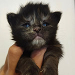 Котенок мейн-кун Elina StarPaws, окрас fs, помет E1, 23.05.2023