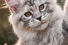 Котенок мейн-кун Elka StarPaws, окрас fs 23, помет E1, 23.05.2023