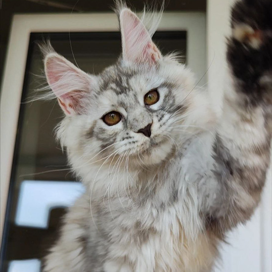 Котенок мейн-кун Elka StarPaws, окрас fs 23, помет E1, 23.05.2023