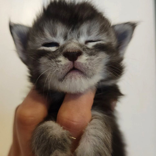 Котенок мейн-кун Elvis StarPaws, окрас ns 23, помет E1, 23.05.2023