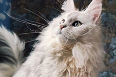 Котенок мейн-кун Eva StarPaws, окрас fs 11, помет E1, 23.05.2023