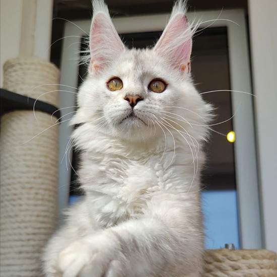 Котенок мейн-кун Eva StarPaws, окрас fs 11, помет E1, 23.05.2023