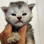 Котенок мейн-кун Eva StarPaws, окрас fs 11, помет E1, 23.05.2023