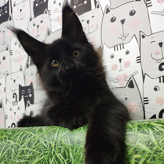 Котенок мейн-кун Fabian StarPaws, окрас n, помет F, 24.04.2019
