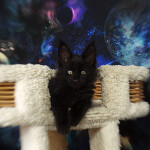 Котенок мейн-кун Fabian StarPaws, окрас n, помет F, 24.04.2019