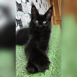 Котенок мейн-кун Fabian StarPaws, окрас n, помет F, 24.04.2019