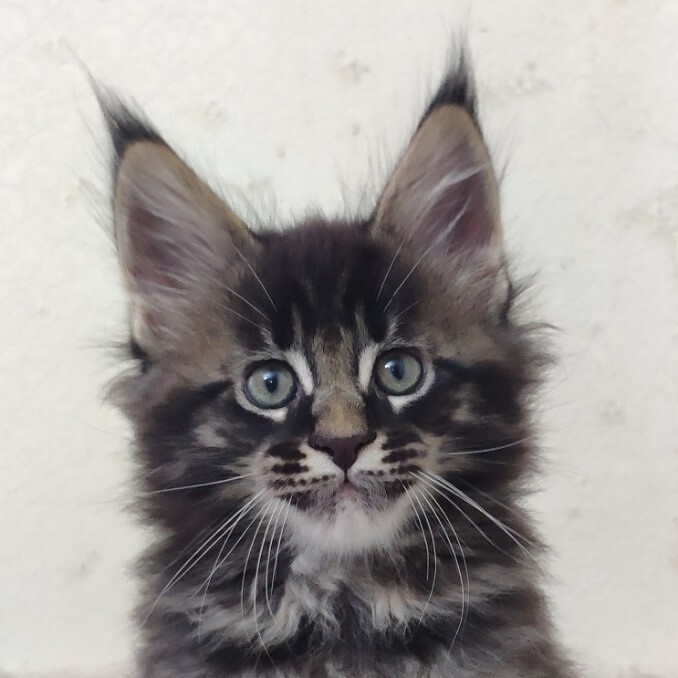 Котенок мейн-кун Fedor StarPaws, окрас n 22, помет F, 24.04.2019