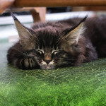 Котенок мейн-кун Fedor StarPaws, окрас n 22, помет F, 24.04.2019