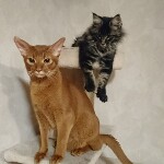 Котенок мейн-кун Fedor StarPaws, окрас n 22, помет F, 24.04.2019