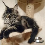 Котенок мейн-кун Fedor StarPaws, окрас n 22, помет F, 24.04.2019