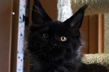 Котенок мейн-кун Fenix StarPaws, окрас n, помет F, 24.04.2019