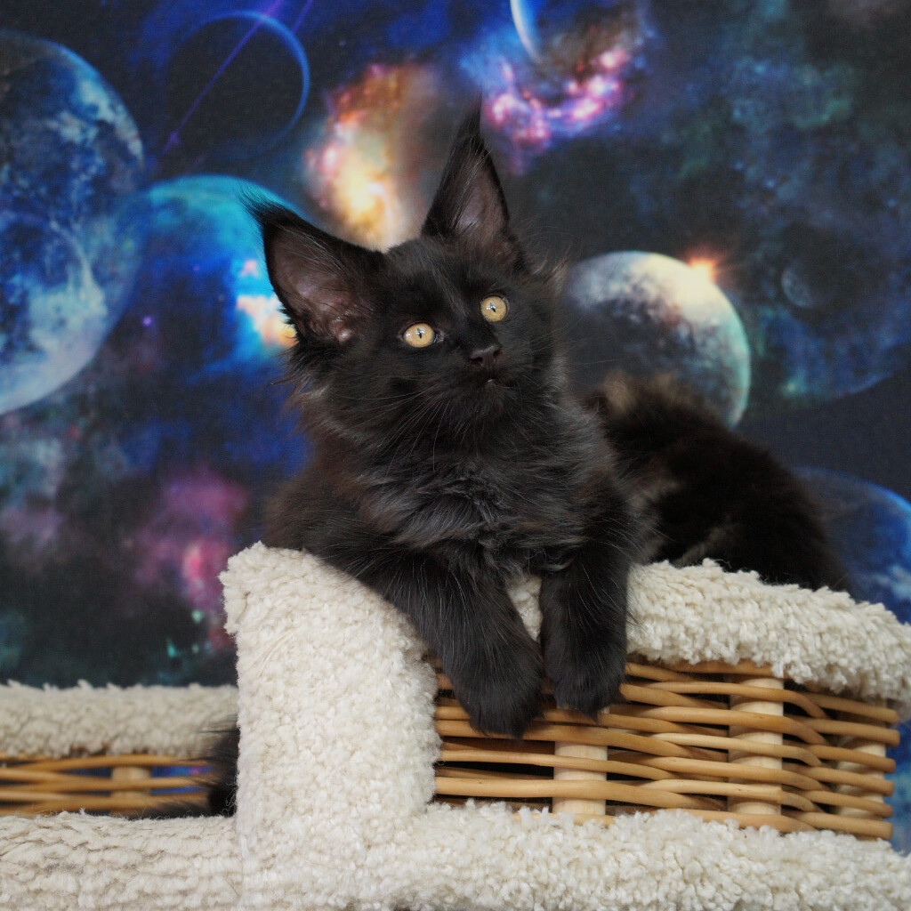 Котенок мейн-кун Fenix StarPaws, окрас n, помет F, 24.04.2019