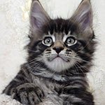 Котенок мейн-кун Finnick StarPaws, окрас n 22, помет F, 24.04.2019