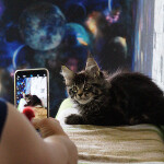 Котенок мейн-кун Finnick StarPaws, окрас n 22, помет F, 24.04.2019