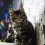 Котенок мейн-кун Finnick StarPaws, окрас n 22, помет F, 24.04.2019