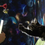 Котенок мейн-кун Finnick StarPaws, окрас n 22, помет F, 24.04.2019
