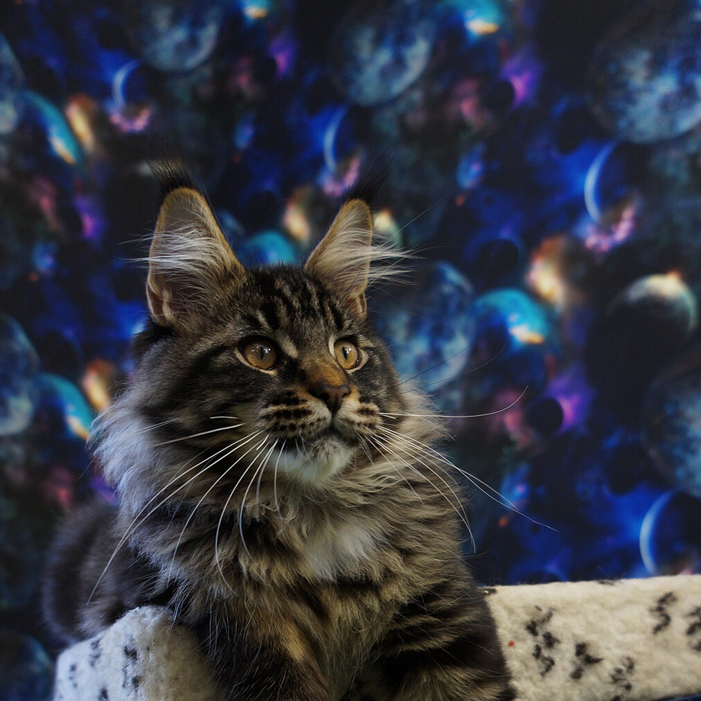 Котенок мейн-кун Floyd StarPaws, окрас n 22, помет F, 24.04.2019