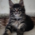 Котенок мейн-кун Floyd StarPaws, окрас n 22, помет F, 24.04.2019