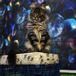 Котенок мейн-кун Floyd StarPaws, окрас n 22, помет F, 24.04.2019