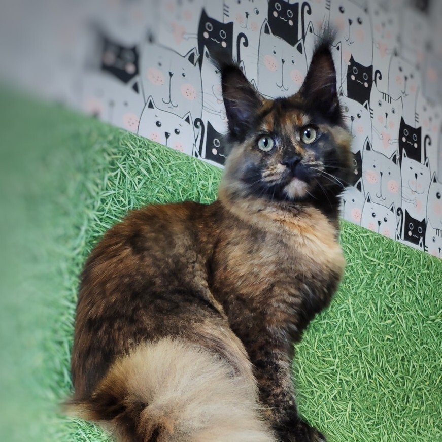 Котенок мейн-кун Fortuna StarPaws, окрас f, помет F, 24.04.2019
