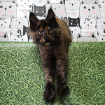 Котенок мейн-кун Fortuna StarPaws, окрас f, помет F, 24.04.2019