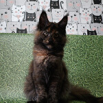 Котенок мейн-кун Fortuna StarPaws, окрас f, помет F, 24.04.2019