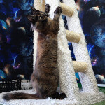 Котенок мейн-кун Fortuna StarPaws, окрас f, помет F, 24.04.2019