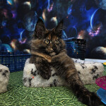 Котенок мейн-кун Fortuna StarPaws, окрас f, помет F, 24.04.2019