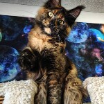 Котенок мейн-кун Fortuna StarPaws, окрас f, помет F, 24.04.2019