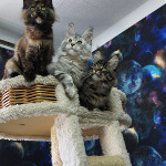 Котята мейн-кун StarPaws, помет F, 24.04.2019