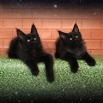 Котята мейн-кун StarPaws, помет F, 24.04.2019