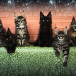 Котята мейн-кун StarPaws, помет F, 24.04.2019