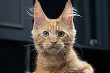 Котенок мейн-кун Fire StarPaws, окрас d, помет F1, 27.06.2023
