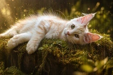 Котенок мейн-кун Flower StarPaws, окрас ds 22, помет F1, 27.06.2023