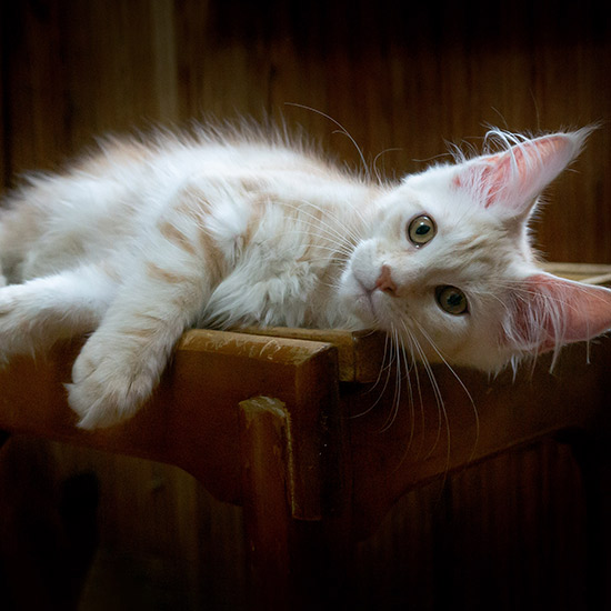 Котенок мейн-кун Flower StarPaws, окрас ds 22, помет F1, 27.06.2023
