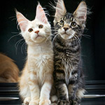 Котенок мейн-кун Flower StarPaws, окрас ds 22, помет F1, 27.06.2023
