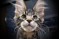 Котенок мейн-кун Fusion StarPaws, окрас ns 22, помет F1, 27.06.2023
