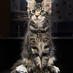 Котенок мейн-кун Fusion StarPaws, окрас ns 22, помет F1, 27.06.2023