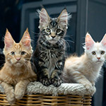 Котята мейн-кун StarPaws, помет F1, 27.06.2023